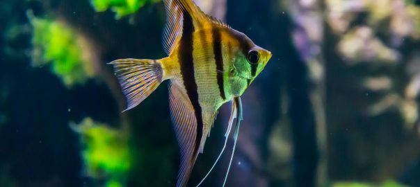 A vibrant angelfish navigating through a lush aquarium setting.
